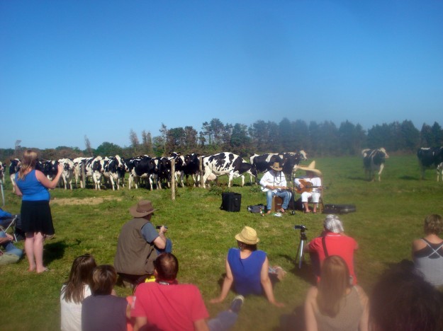 Juanito Fuentes et Akli dans les champs de la ferme du Kernir pour les Vaches Folks