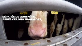 200410 - Capture d'écran vidéo Le transport des veaux Irlande France Pays-Bas by L214 02 - La Déviation