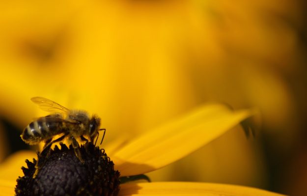 200520 - Bee brave not yellow by Carlien van Oijen by Unsplash - La Déviation